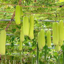 Bottle gourd