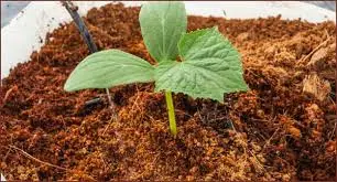 Coco peat