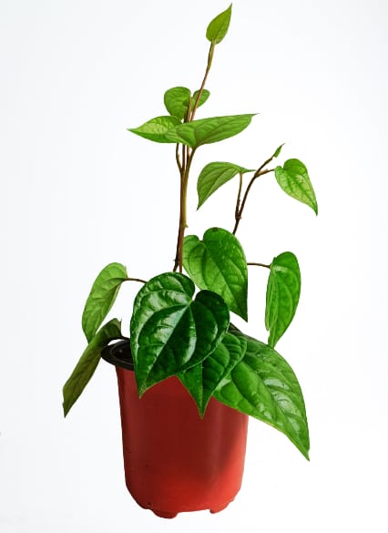 Betel Leaf Plant