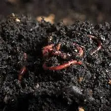 Vermi compost