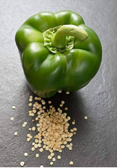 Capsicum