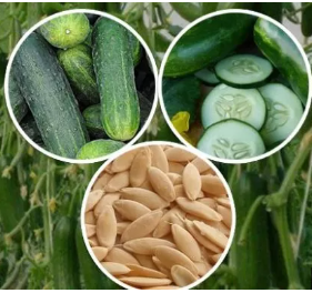 Cucumber