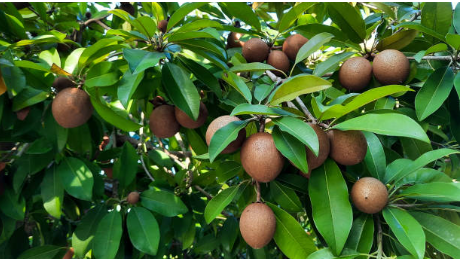 Sapota