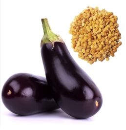 Brinjal