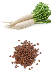 Radish