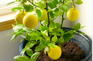 Lemon