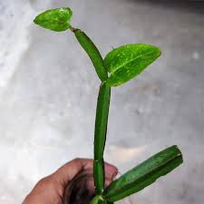 Hadjod Plant