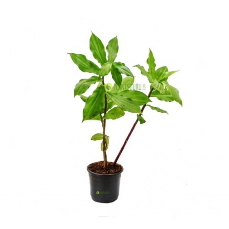 Insulin Plant