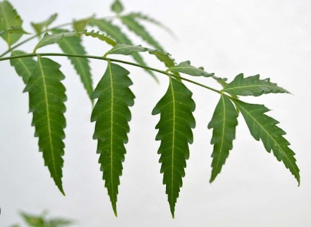 Neem