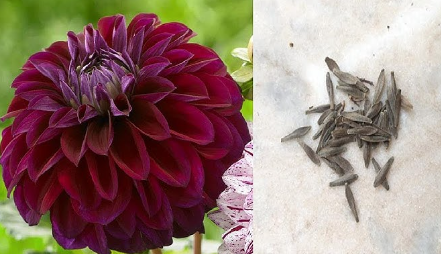 Dahlia
