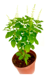 Rama Tulsi
