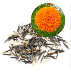 Marigold