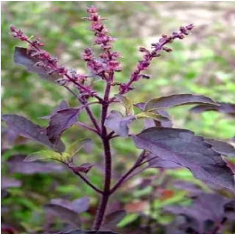 Krishna Tulsi