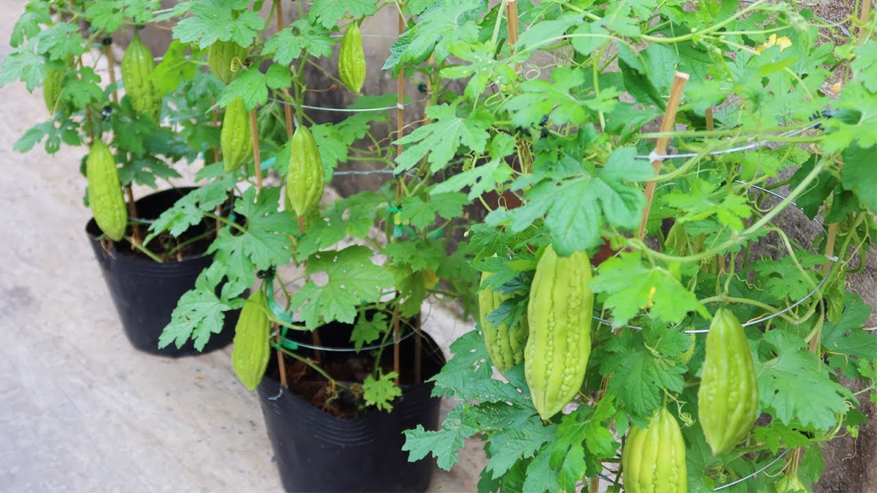 Bitter gourd