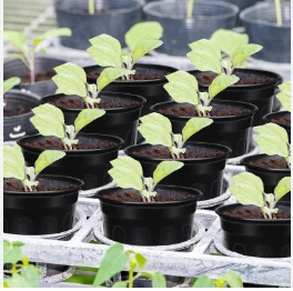 plant_starters.PNG