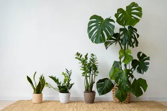 Indoor_plants.PNG