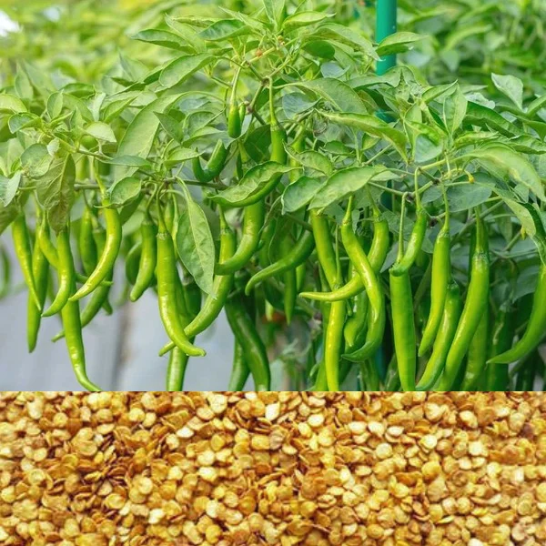 Chilli