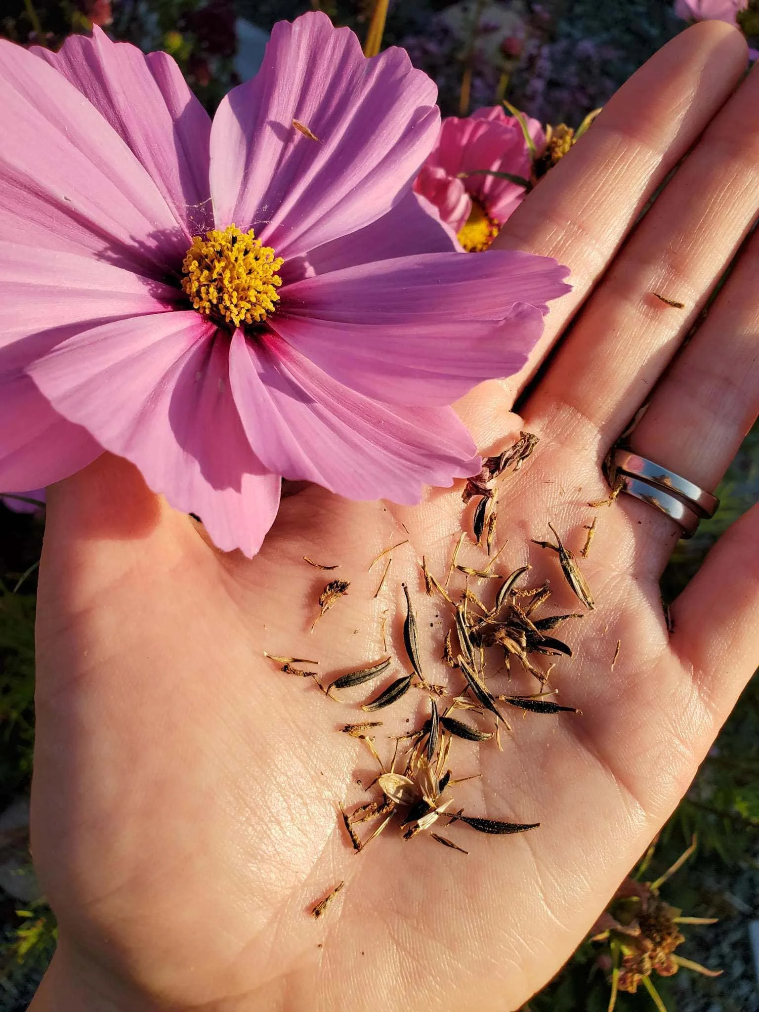 Flower_seeds.PNG