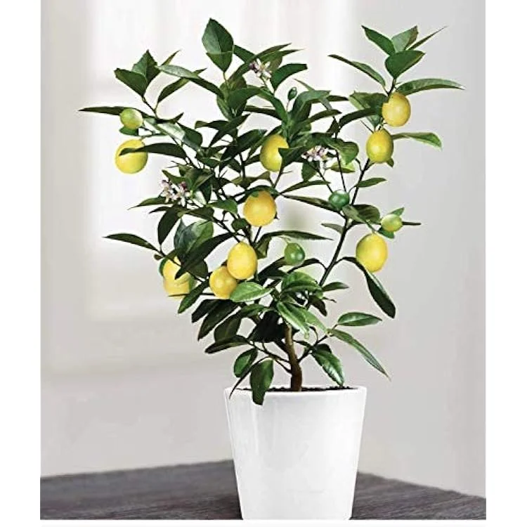 outdoor_plants_NUS2BjP.PNG