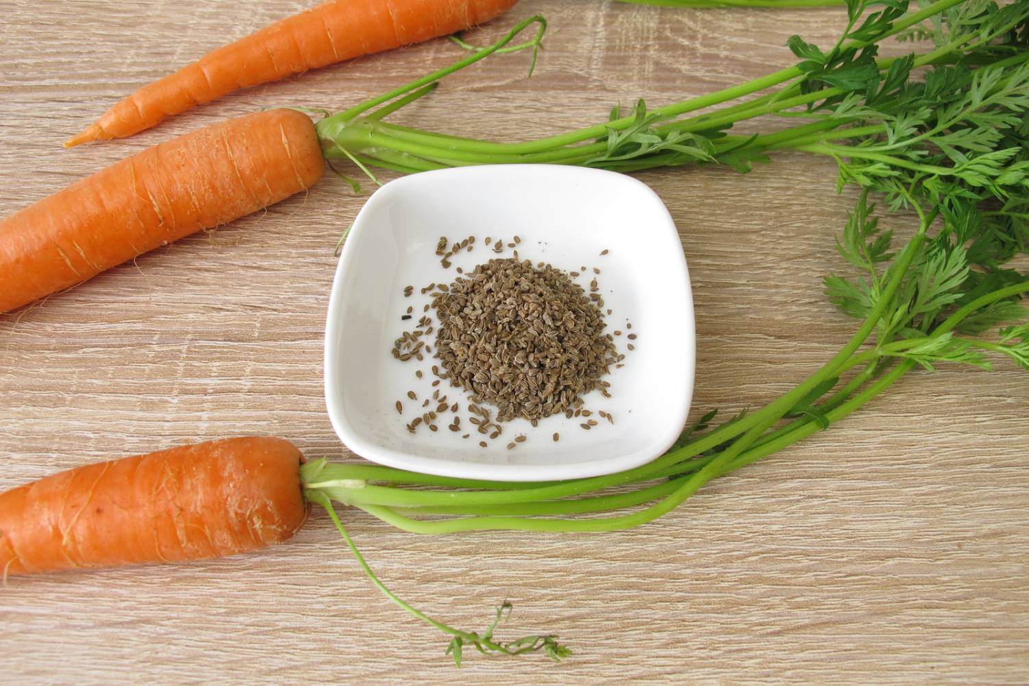 Carrot