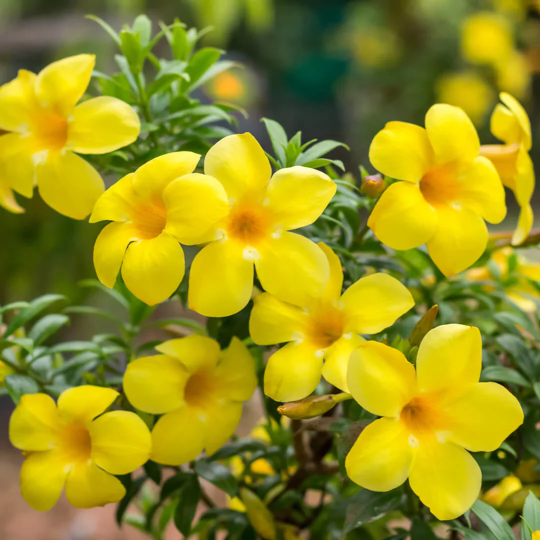 Allamanda Tiger