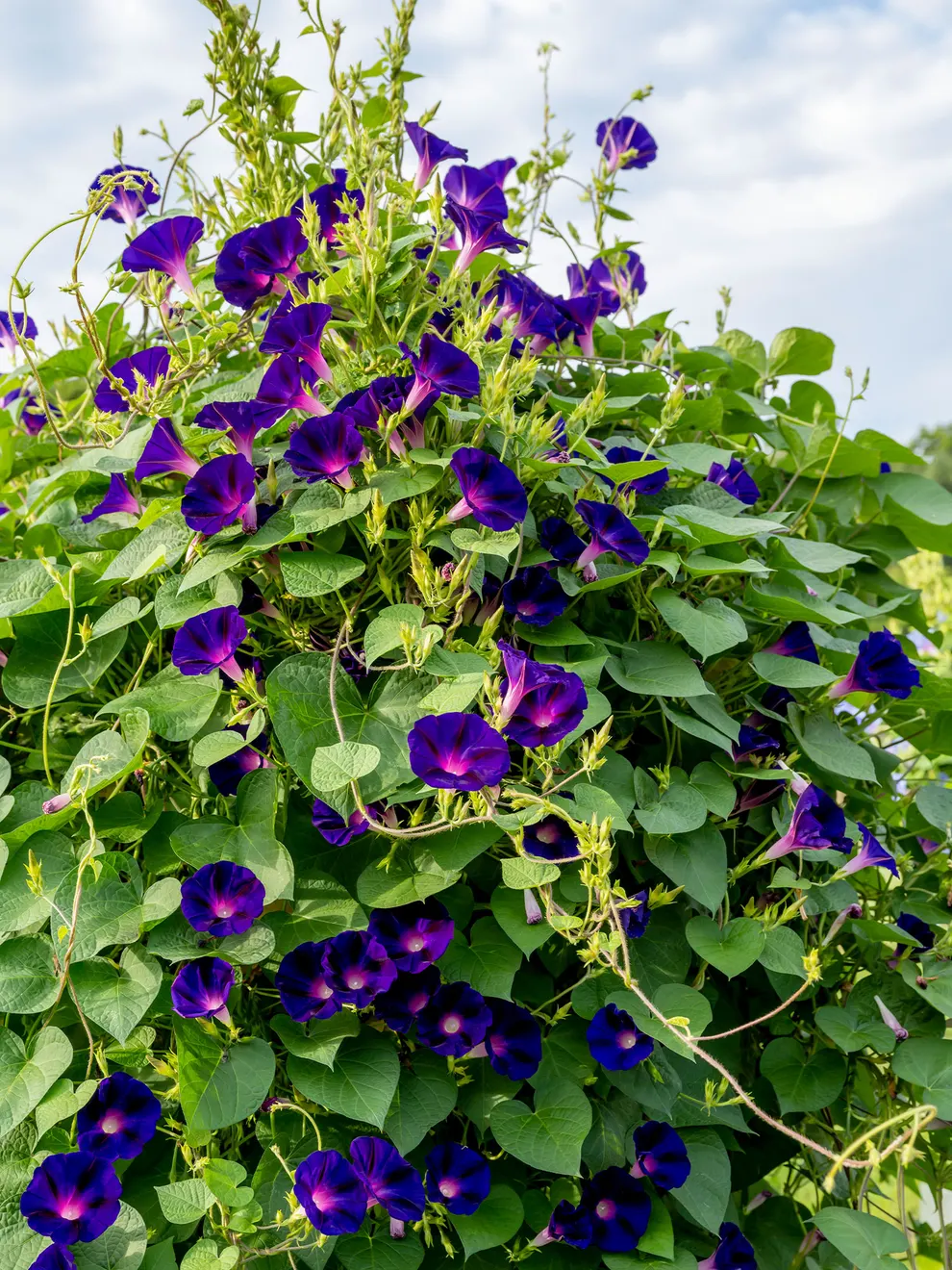 Morning Glory