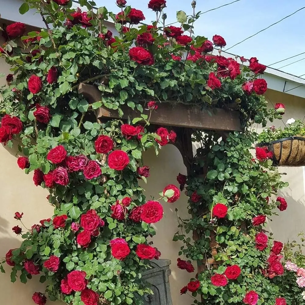 Climbing Rose