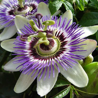 Passionflower