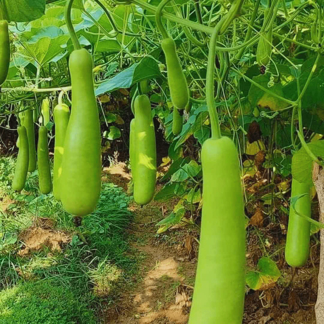 Bottle gourd