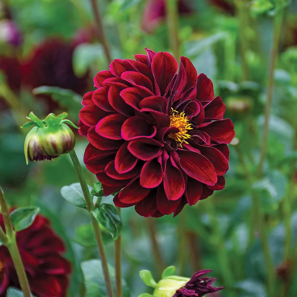 Dahlia
