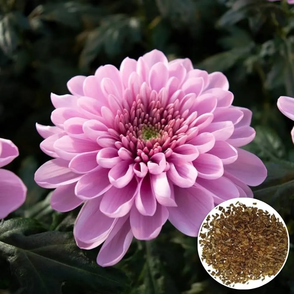 Chrysanthemum
