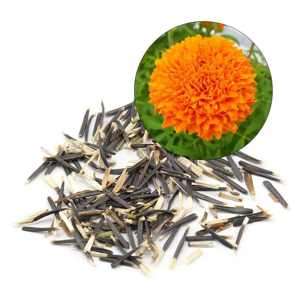 Marigold