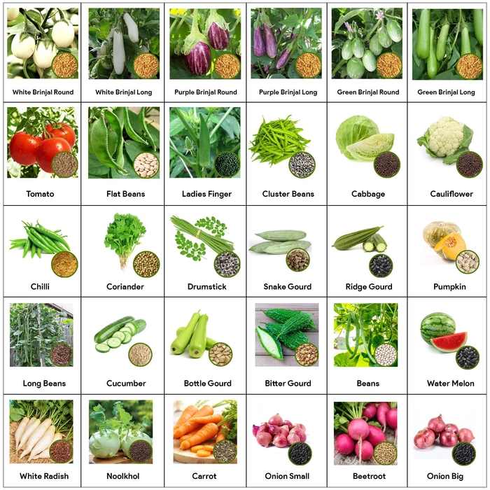 Vegetable seeds assortment for home and urban gardening cultivation