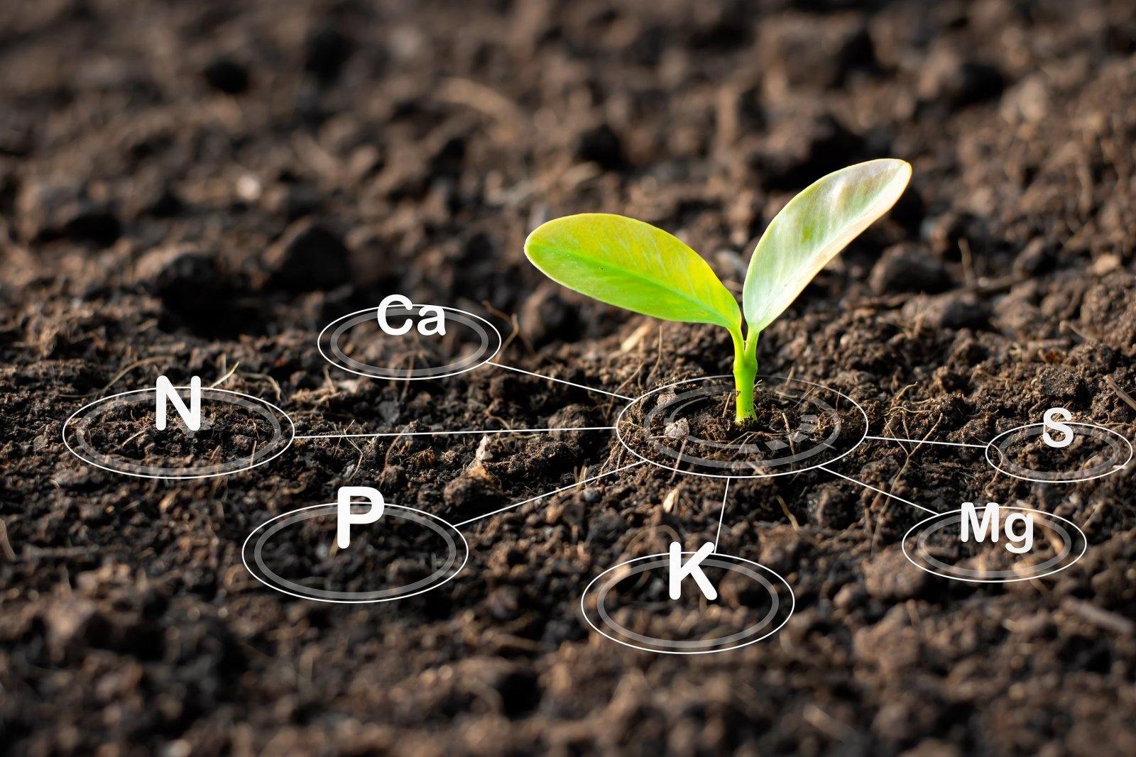 Plant Nutrients