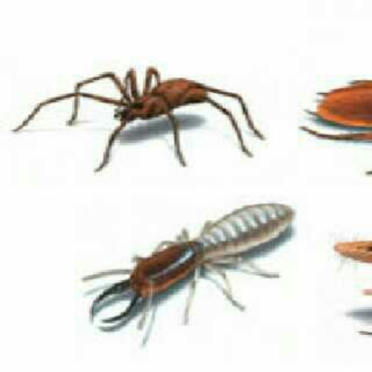pest control Mumbai's image