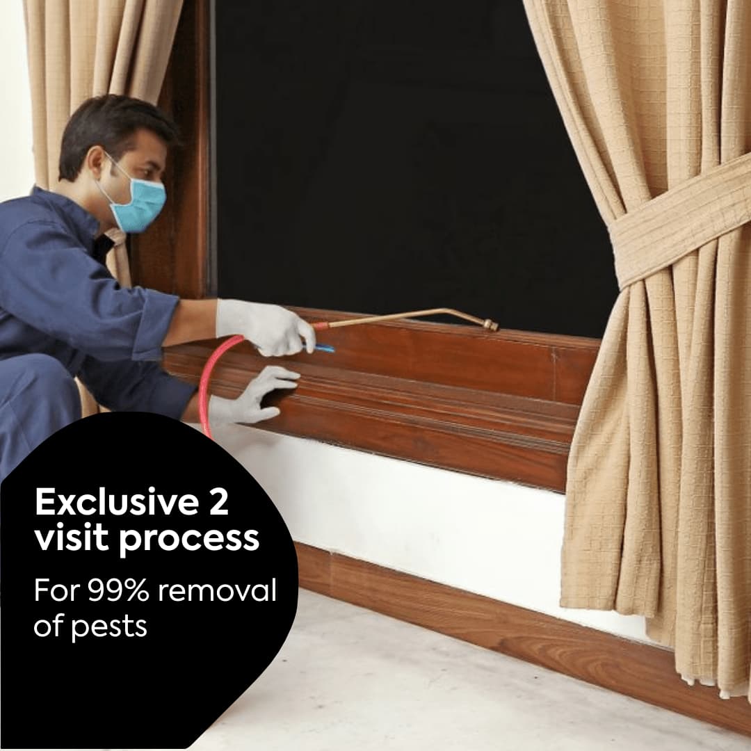 Best Cockroach Killer in UAE