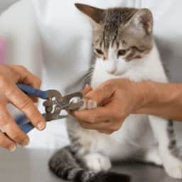 Cat Grooming  - Express Cat Grooming