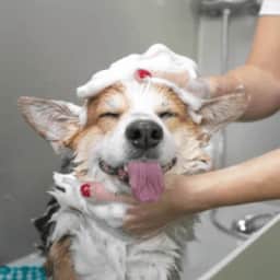 Dog Grooming - Basic Dog Grooming