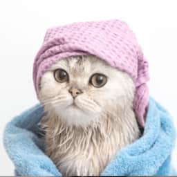 Cat Grooming  - Basic Cat Grooming