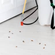 Cockroach, Ant & General Pest Control - Cockroach Control - Office