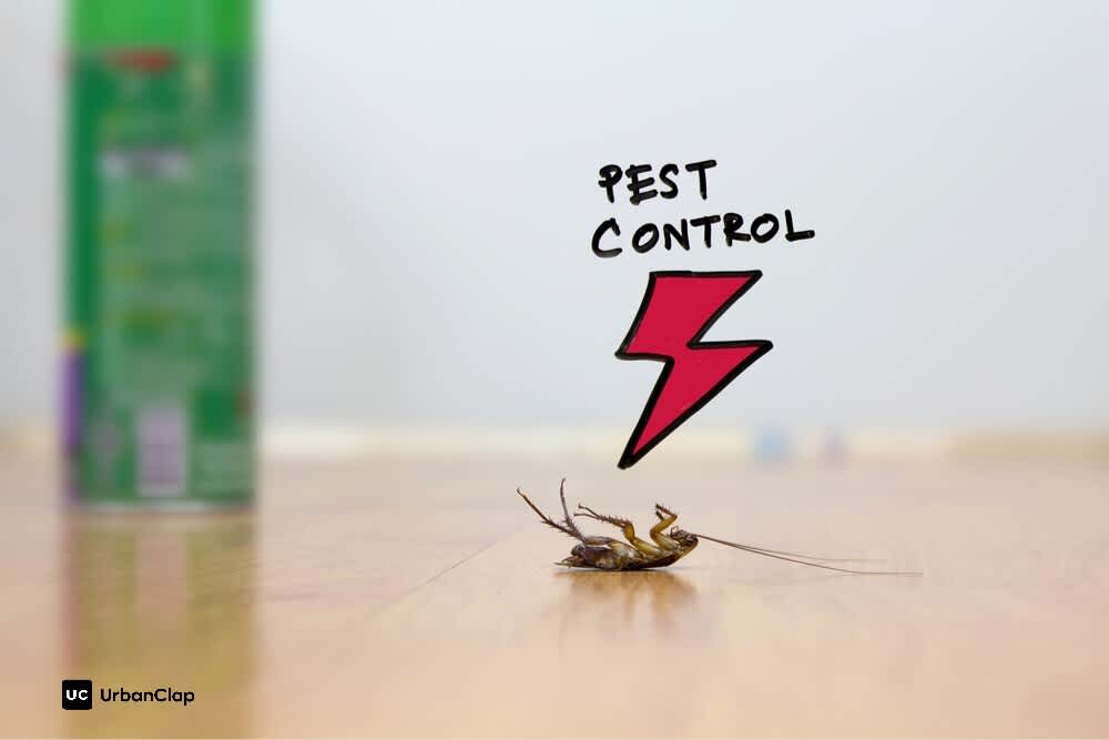 Why It Is Essential To Maintain Your Kitchen After Pest Control