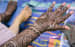 Extremely Alluring Bridal Mehendi Design by Paramjeet Singh Dhanjal Bridal-mehendi | Weddings Photos & Ideas