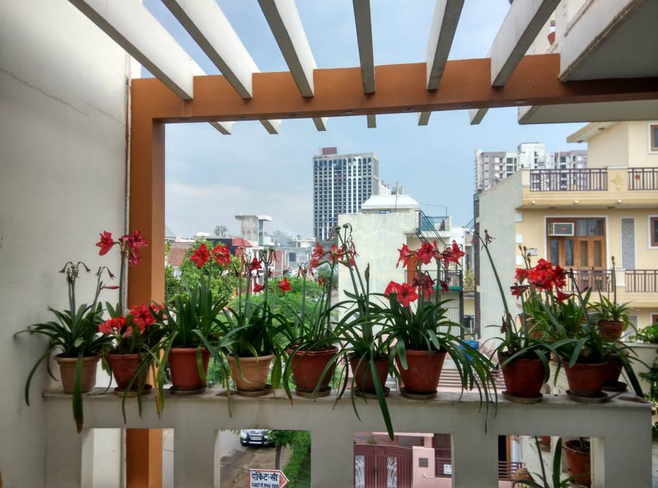 Hanging Garden of Babylon by Urban Upgrade Interiors Modern | Interior Design Photos & Ideas