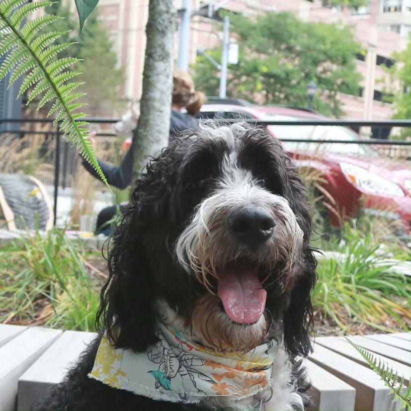 Pet-Friendly Fishtown Urby Luxury Apartment Amenities - Dog Park