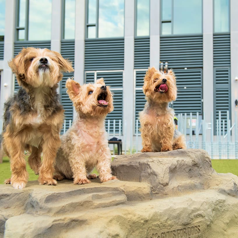 Navy Yard Urby dog park - luxury Navy Yard apartments for rent in Washington DC