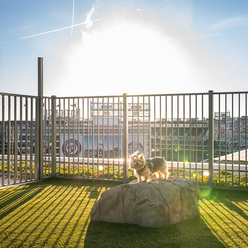 Navy Yard Urby dog park - luxury Navy Yard apartments for rent in Washington DC