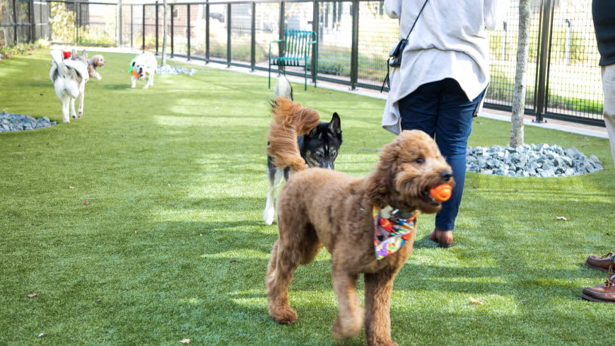 Harrison Urby Dog Park