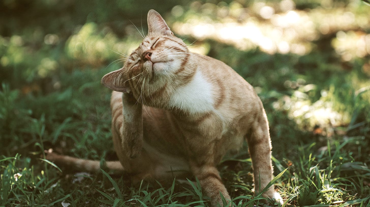 orange cat scratching its ear