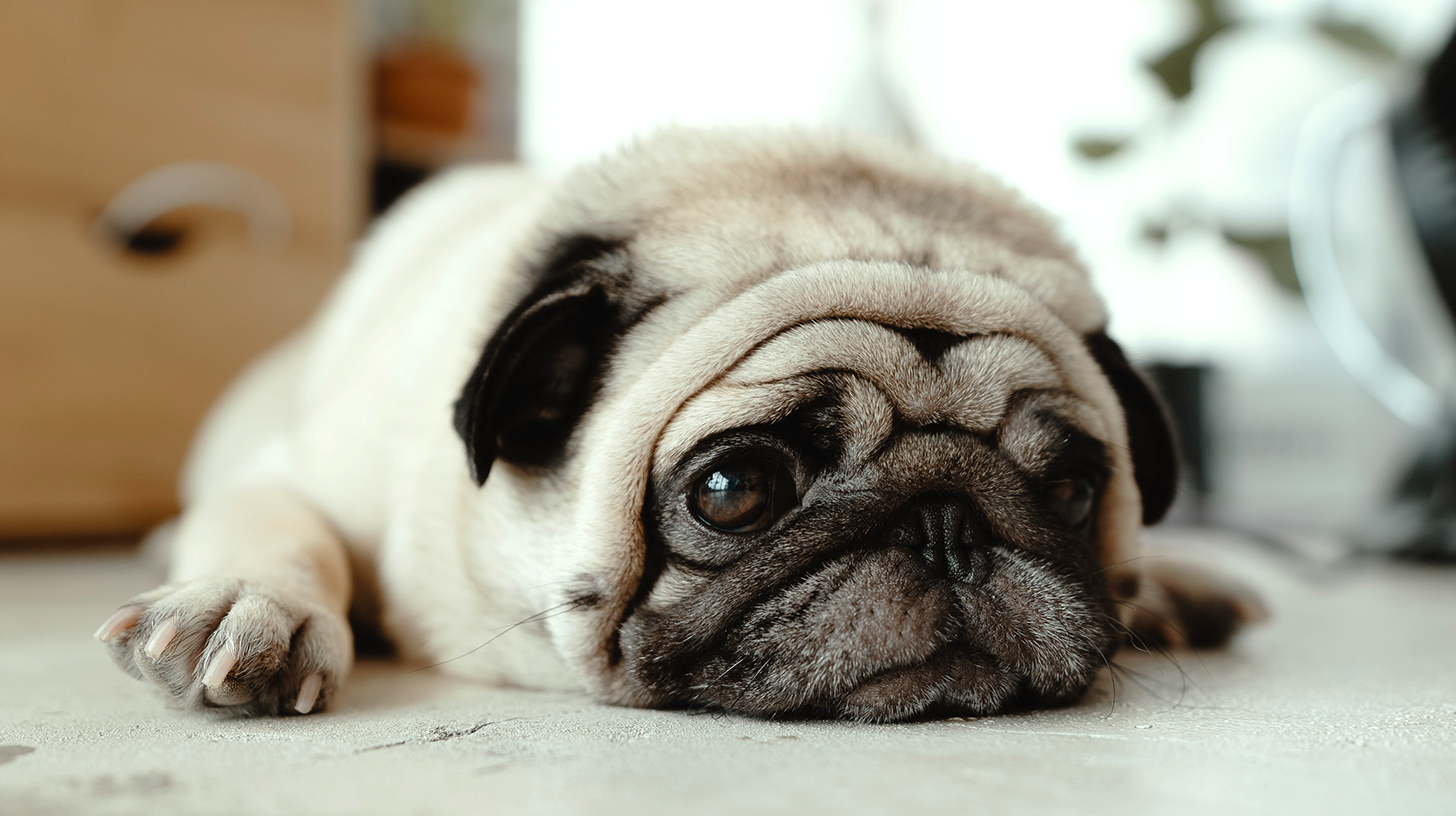 Gastrointestinal Issues Dogs and Cats