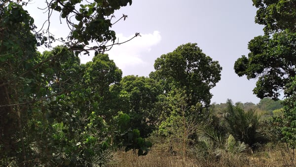 Appui à la gestion des incendies de forêt, vulgarisation des activités génératrices de revenus pour une meilleure conservation de la biodiversité de l'APAC de Tinkisso-Kun commune rurale de Dogomet/ Préfecture de Dabola.